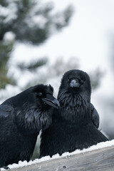 Two common raven or northern raven (Corvus corax) sitting on a wooden fence in the snow in Alberta,...