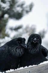 Two common raven or northern raven (Corvus corax) sitting on a wooden fence in the snow in Alberta, Canada
