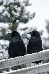 Two common raven or northern raven (Corvus corax) sitting on a wooden fence in the snow in Alberta,...