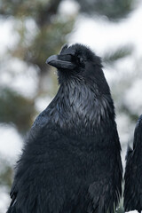 Common raven or northern raven (Corvus corax) sitting on a wooden fence in the snow in Alberta, Canada