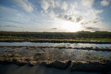 Plowed field with puddles reflecting a partly cloudy sky.  Wind turbines and a building in the distance.