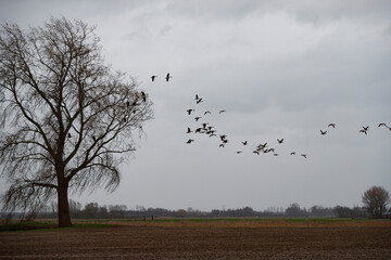 Flock of geese flies over a plowed field, with a bare tree in the foreground.  Gray, overcast day.