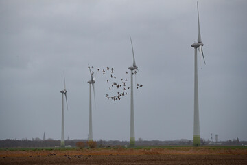 Flock of birds in flight amidst wind turbines on a cloudy day.  Rural landscape with fields and...