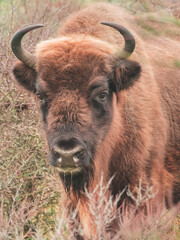 headshot of a european Bizon