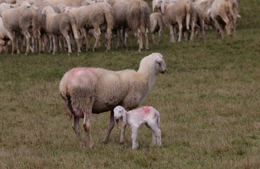 white lamb and its mother sheep with the flock of sheep in the background