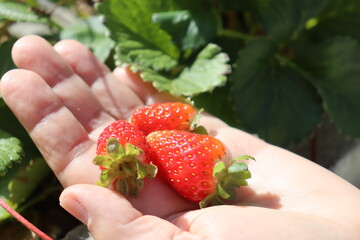 Female holding ripe strawberry in hands. Strawberries close up. 