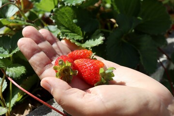 Female holding ripe strawberry in hands. Strawberries. 