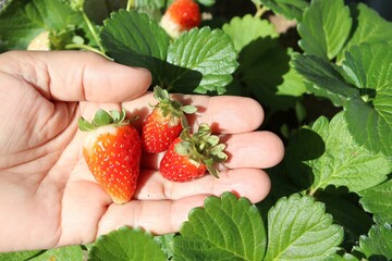 Female holding ripe strawberry in hands. Strawberries close up. 