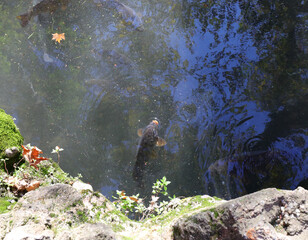carp searching for food on the surface of the water in the pond