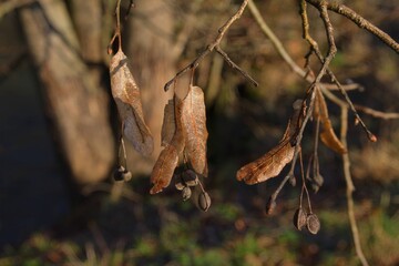 maple mapleseed on a branch in winter season closeup