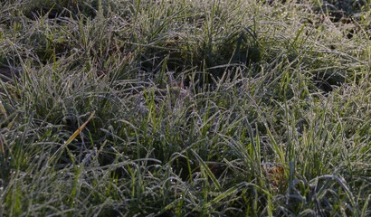 frozen green grass in winter season closeup detail