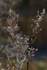 Winterflower with frozen branch in winter season close-up