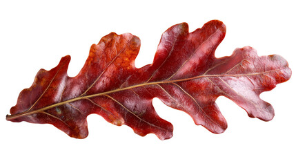 Fototapeta premium Single Red Autumn Oak Leaf Isolated on transparent background