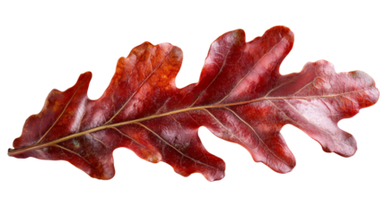 Single Red Autumn Oak Leaf Isolated on transparent background