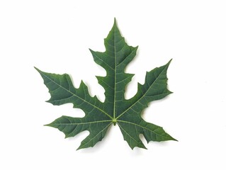 green leaf isolated on white background 
