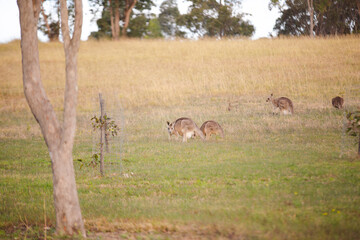 Kangaroos graze in a sunlit field of grass and golden vegetation. The scene captures a tranquil moment in their natural habitat, framed by distant trees and soft light