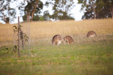 Kangaroos graze in a sunlit field of grass and golden vegetation. The scene captures a tranquil moment in their natural habitat, framed by distant trees and soft light