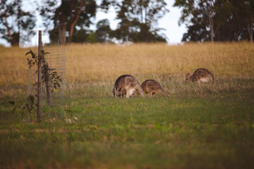 Kangaroos graze in a sunlit field of grass and golden vegetation. The scene captures a tranquil moment in their natural habitat, framed by distant trees and soft light