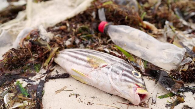 Dead ocean fish on a beach, plastic bottle pollution, microplastics in ocean, polluted environment trash