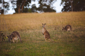 Kangaroos graze in a sunlit field of grass and golden vegetation. The scene captures a tranquil moment in their natural habitat, framed by distant trees and soft light