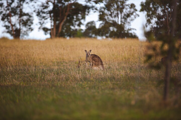Kangaroos graze in a sunlit field of grass and golden vegetation. The scene captures a tranquil moment in their natural habitat, framed by distant trees and soft light
