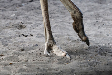 close up ostrich foot in outdoor enclosure