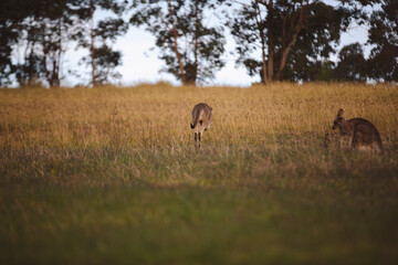 Kangaroos graze in a sunlit field of grass and golden vegetation. The scene captures a tranquil moment in their natural habitat, framed by distant trees and soft light