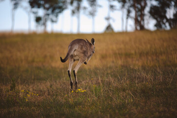 Kangaroos graze in a sunlit field of grass and golden vegetation. The scene captures a tranquil moment in their natural habitat, framed by distant trees and soft light