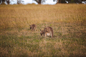 Kangaroos graze in a sunlit field of grass and golden vegetation. The scene captures a tranquil moment in their natural habitat, framed by distant trees and soft light