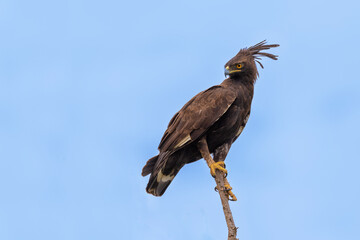 Long-crested Eagle Lophaetus occipitalis sitting in a tree, very high detail