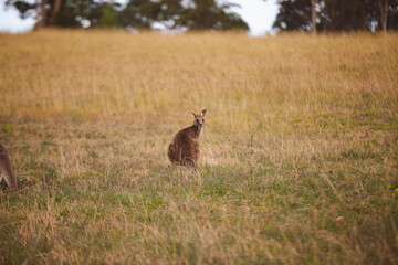 Kangaroos graze in a sunlit field of grass and golden vegetation. The scene captures a tranquil moment in their natural habitat, framed by distant trees and soft light