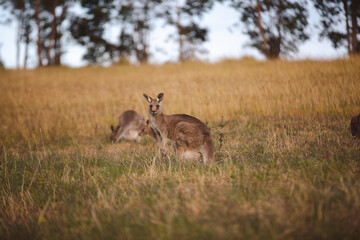 Kangaroos graze in a sunlit field of grass and golden vegetation. The scene captures a tranquil moment in their natural habitat, framed by distant trees and soft light