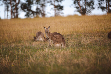 Kangaroos graze in a sunlit field of grass and golden vegetation. The scene captures a tranquil moment in their natural habitat, framed by distant trees and soft light