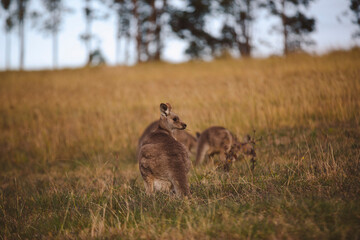 Kangaroos graze in a sunlit field of grass and golden vegetation. The scene captures a tranquil moment in their natural habitat, framed by distant trees and soft light