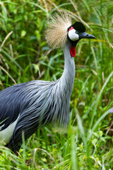 Grey crowned crane, the national bird of Uganda, searching for a female mate 