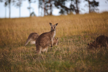 Kangaroos graze in a sunlit field of grass and golden vegetation. The scene captures a tranquil moment in their natural habitat, framed by distant trees and soft light