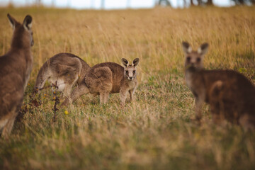 Kangaroos graze in a sunlit field of grass and golden vegetation. The scene captures a tranquil moment in their natural habitat, framed by distant trees and soft light