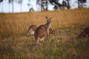 Kangaroos graze in a sunlit field of grass and golden vegetation. The scene captures a tranquil moment in their natural habitat, framed by distant trees and soft light