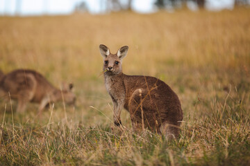 Kangaroos graze in a sunlit field of grass and golden vegetation. The scene captures a tranquil moment in their natural habitat, framed by distant trees and soft light