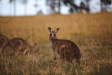 Kangaroos graze in a sunlit field of grass and golden vegetation. The scene captures a tranquil moment in their natural habitat, framed by distant trees and soft light