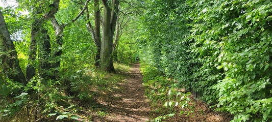 Path in the Forest
