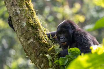 Wild mountain gorilla in the nature habitat. Very rare and endangered animal close up. African wildlife. Big and charismatic creature. Mountain gorillas. Gorilla beringei