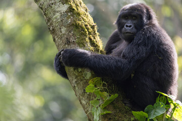 Wild mountain gorilla in the nature habitat. Very rare and endangered animal close up. African wildlife. Big and charismatic creature. Mountain gorillas. Gorilla beringei