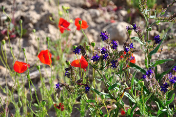 Blumenpracht an der Ostsee auf Ruegen - Flower splendor on the Baltic Sea on Ruegen