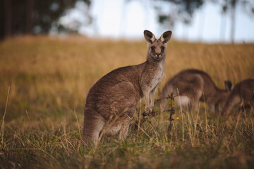 Kangaroos graze in a sunlit field of grass and golden vegetation. The scene captures a tranquil moment in their natural habitat, framed by distant trees and soft light