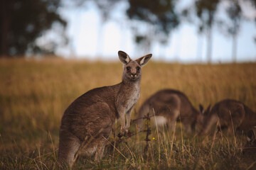 Kangaroos graze in a sunlit field of grass and golden vegetation. The scene captures a tranquil moment in their natural habitat, framed by distant trees and soft light