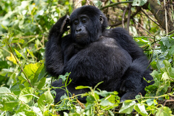 Young wild mountain gorilla in the nature habitat. Very rare and endangered animal close up. African wildlife. Big and charismatic creature. Mountain gorillas. Gorilla beringei