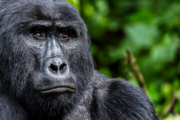 Obraz premium Wild mountain silverback gorilla portrait in the nature habitat. Very rare and endangered animal close up. African wildlife. Big and charismatic creature. Mountain gorillas. Gorilla beringei