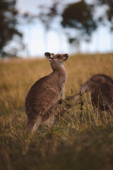 Kangaroos graze in a sunlit field of grass and golden vegetation. The scene captures a tranquil moment in their natural habitat, framed by distant trees and soft light