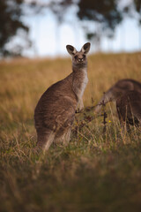 Kangaroos graze in a sunlit field of grass and golden vegetation. The scene captures a tranquil moment in their natural habitat, framed by distant trees and soft light